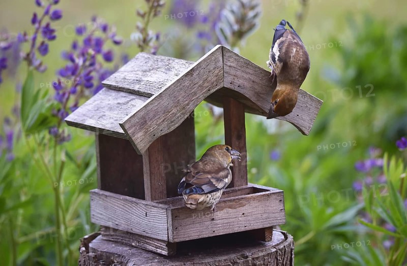 Hawfinch (Coccothraustes coccothraustes) Chicks at the birdhouse