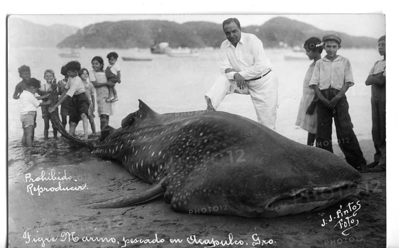 Whale shark (Rhincodon typus), approx. 6 metres long, onlookers pose next to the shark. The picture clearly shows the relationship between humans and the animal, which is characterised by superiority over the shark. Acapulco de Juárez, Mexico, 1925