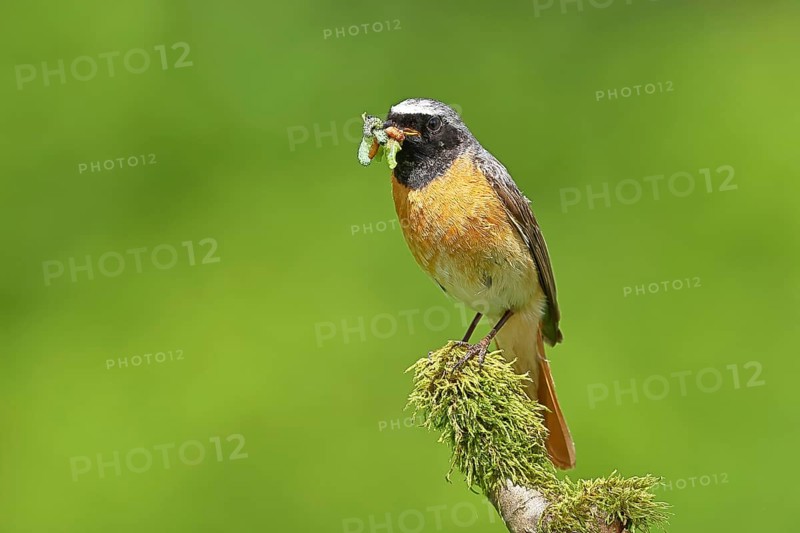 Redstart (Phoenicurus phoenicurus), male with caterpillars in beak on mossy branch, songbird, wildlife, Wilnsdorf, North Rhine-Westphalia, Germany