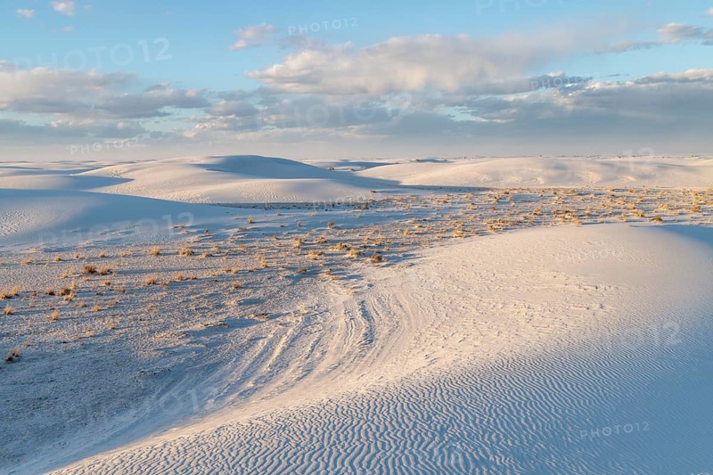 Desert grasses in flatter areas of the White Sands National Park in Alamogordo, New Mexico, USA