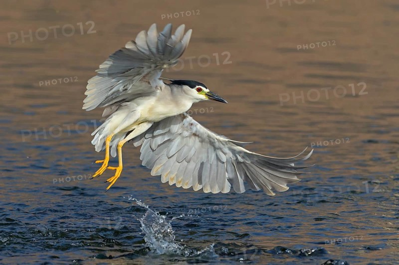 Nachtreiher, Black-crowned Night Heron, Night Heron, Black-crowned Night-Heron, Nycticorax nycticorax, Bihoreau gris, Héron bihoreau, Martinete Común