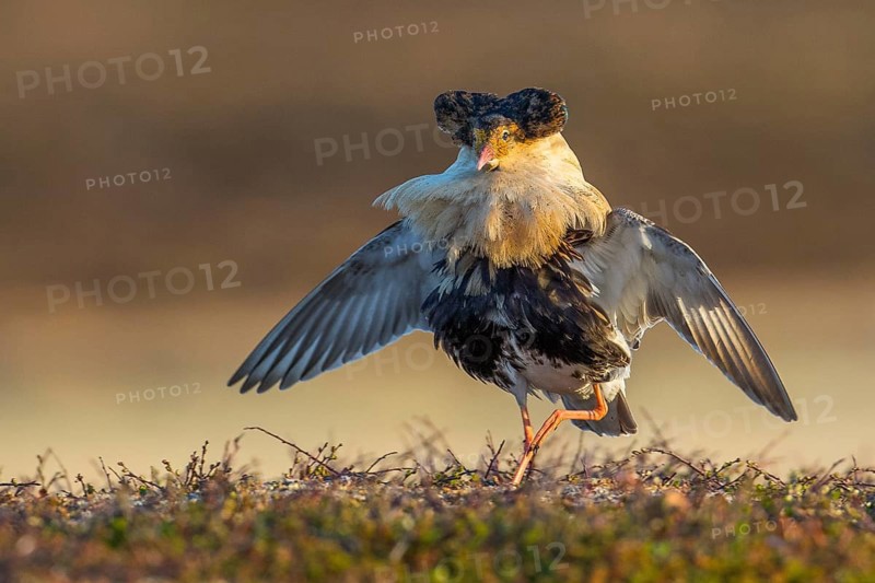 Ruff (Calidris pugnax) male displaying, Finnmark, Norway