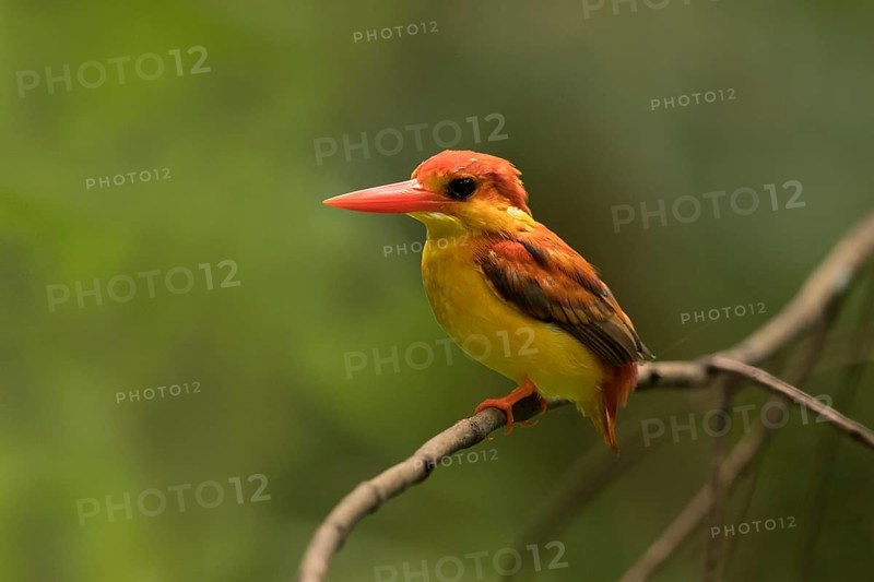 Oriental Dwarf Kingfisher (Ceyx erithaca) perched on a branch, Selangor, Malaysia
