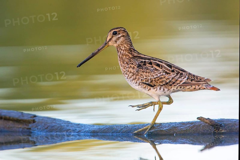 Latham's Snipe (Gallinago hardwickii) foraging, Victoria, Australia