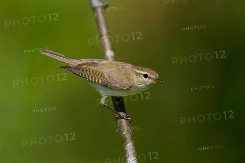 Greenish Warbler (Phylloscopus trochiloides), Baden-Wuerttemberg, Germany