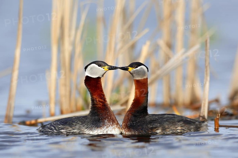 Red-necked Grebe (Podiceps grisegena) pair displaying, Mecklenburg-Western Pomerania, Germany