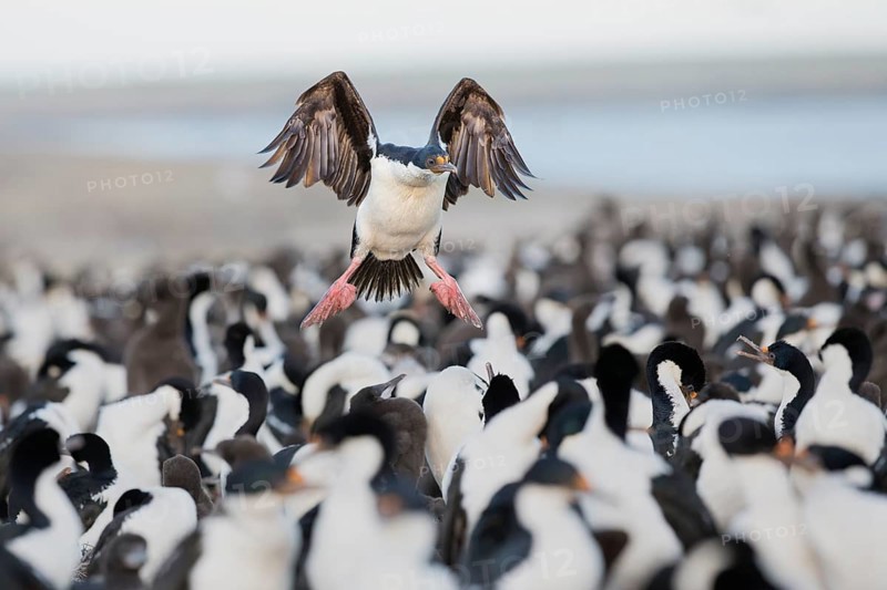 Imperial Shag (Leucocarbo atriceps) flying, Bleaker Island, Falkland Islands