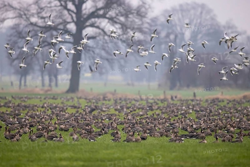 Greater White-fronted Goose (Anser albifrons) group, North Rhine-Westphalia, Germany