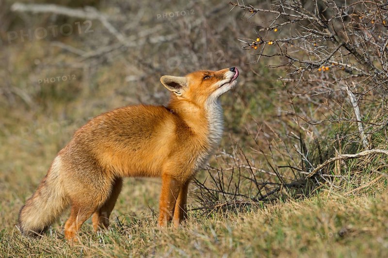 Red Fox (Vulpes vulpes) adult feeding on seabuckthorn berries, Netherlands