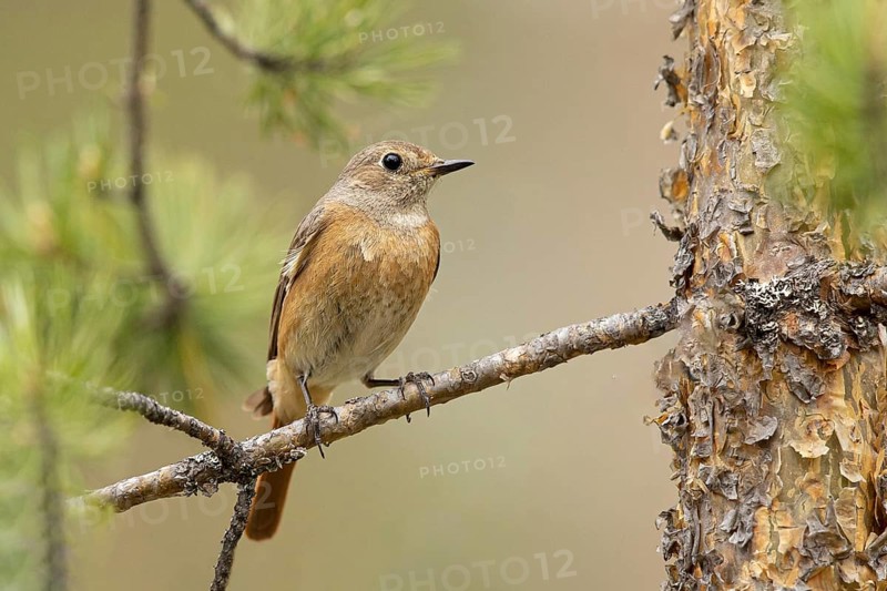 Common Redstart (Phoenicurus phoenicurus) female perched on a branch, Dalarna, Sweden