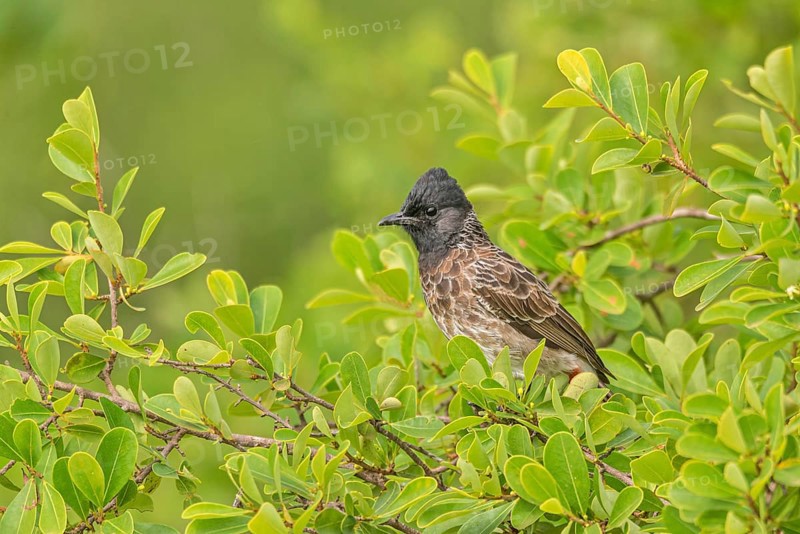 Rußbülbül (Pycnonotus cafer) am Regenwald von Sri Lanka