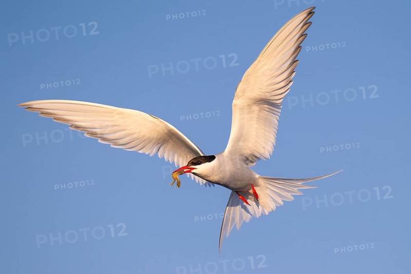 Arctic Tern (Sterna paradisaea) flying, Schleswig-Holstein, Germany