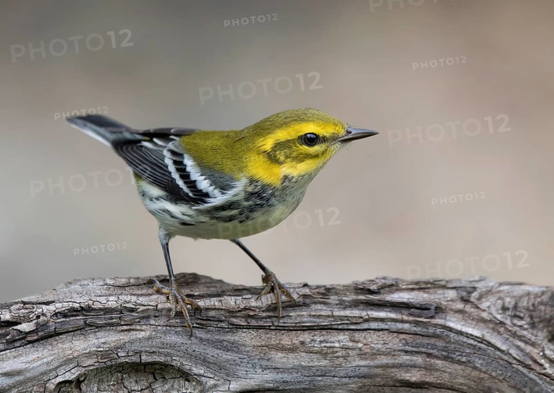 A Black-throated Green warbler, Setophaga virens, in the fall in Saskatoon, Saskatchewan