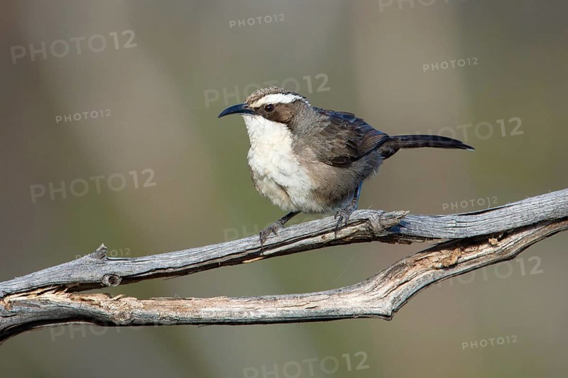 White-browed Babbler (Pomatostomus superciliosus) perched on a branch, Victoria, Australia