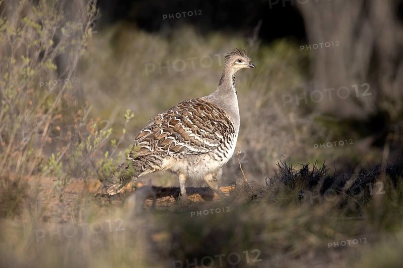 Malleefowl (Leipoa ocellata), Victoria, Australia