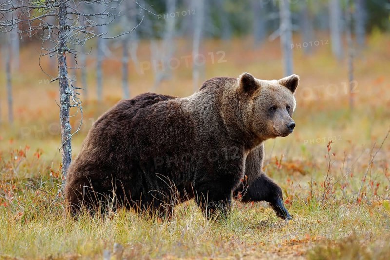 Beautiful big brown bear walking around lake with autumn colours. Dangerous animal in nature forest and meadow habitat. Wildlife scene from Finland near Russia bolder. Autumn forest with bear
