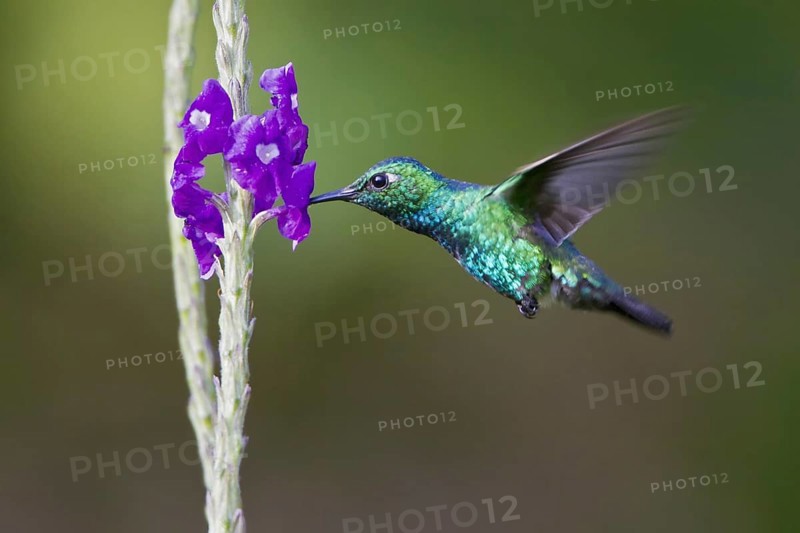 Blue-tailed Emerald (Chlorostilbon mellisugus), Manu National Park, Peru