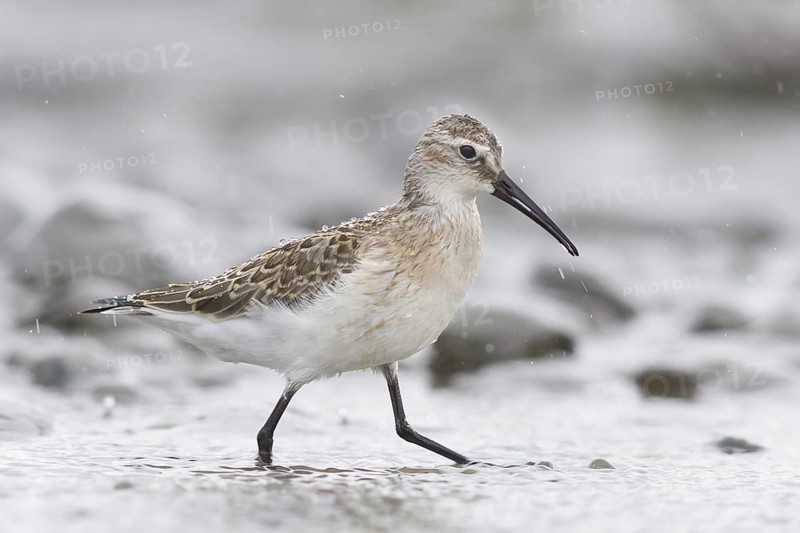 Curlew Sandpiper (Calidris ferruginea), Austria