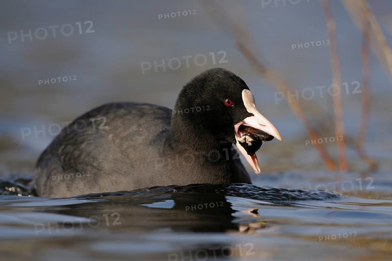 Eurasian Coot (Fulica atra) with mussel in beak, North Rhine-Westphalia, Germany