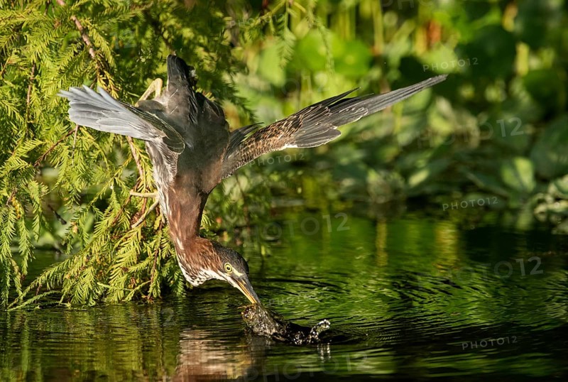 Green Heron (Butorides virescens), Texas, USA