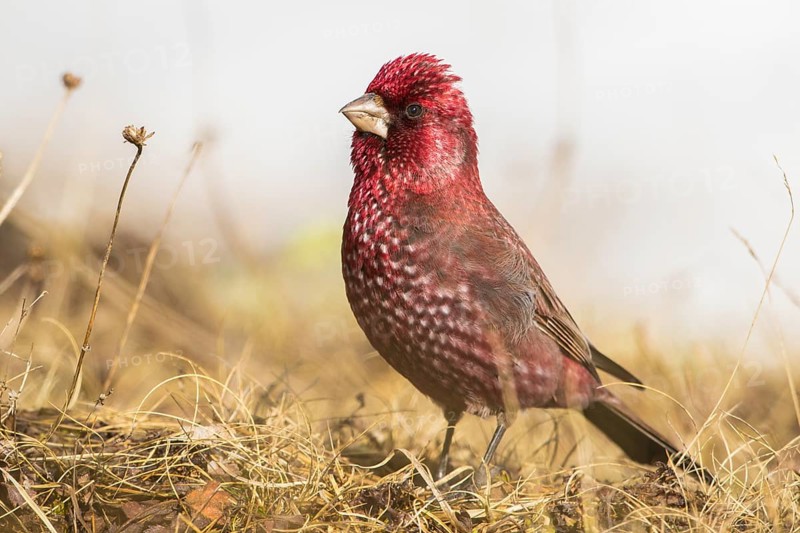 Great Rosefinch (Carpodacus rubicilla) male on ground, Georgia