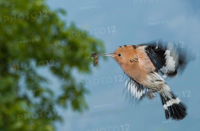 Eurasian Hoopoe (Upupa epops) at nest hole, Aosta Valley, Italy