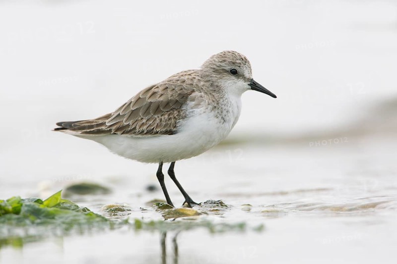 Red-necked Stint (Calidris ruficollis) foraging, Victoria, Australia
