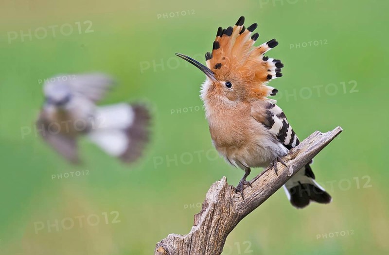 Eurasian Hoopoe & Red-backed Shrike (Upupa epops & Lanius collurio), Aosta Valley, Italy