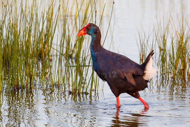 Western Swamphen (Porphyrio porphyrio) foraging, Mallorca, Spain