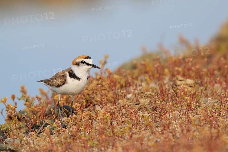 Kentish Plover (Charadrius alexandrinus) male, Greece