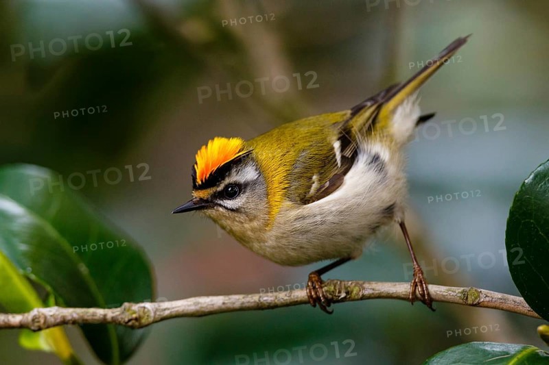 Common Firecrest (Regulus ignicapilla), Asturias, Spain