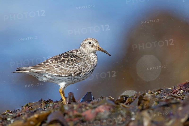 Purple Sandpiper (Calidris maritima), Myvatn, Iceland