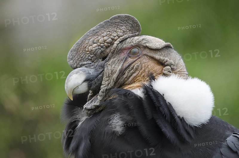 An Andean Condor at Parque Condor (Condor Park) in Otavalo, Ecuador. The Condor Park is a place where injured birds or birds that were kept as pets are rehabilitated. In this image you can see the nictating membrane which protects the eye has come over the eye