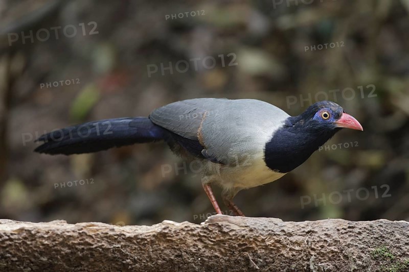 Coral-billed Ground Cuckoo (Carpococcyx renauldi), Khao Yai, Thailand