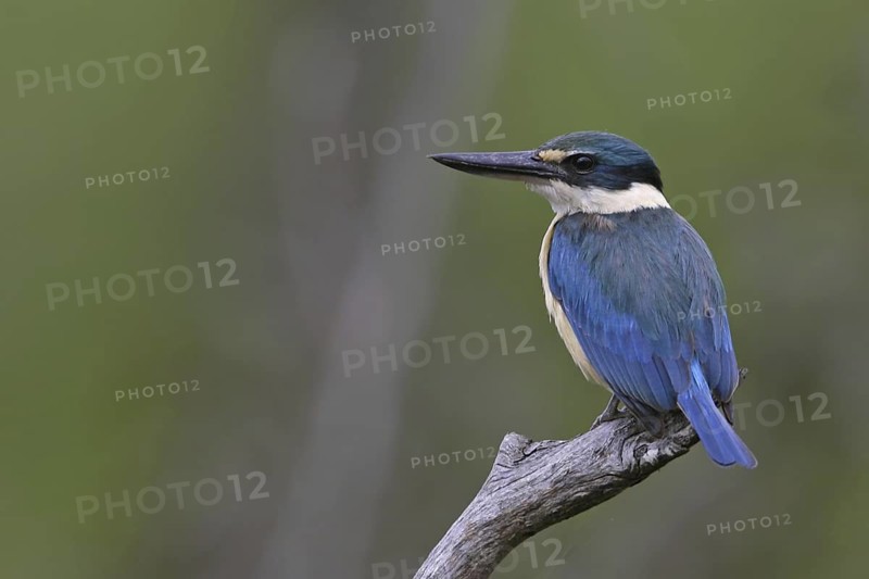 Sacred Kingfisher (Todiramphus sanctus), Victoria, Australia