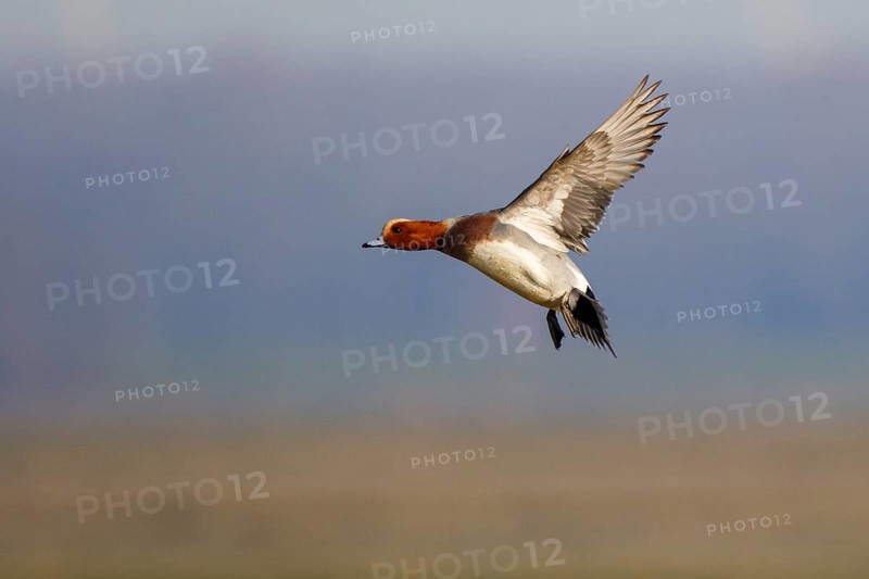 Eurasian Wigeon (Mareca penelope) male flying, Netherlands