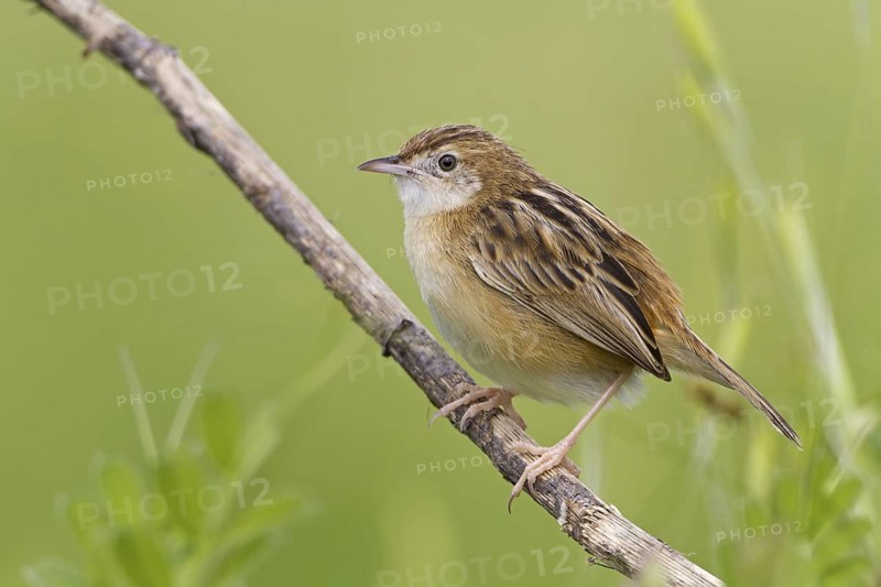 Zitting Cisticola (Cisticola juncidis), Mallorca, Spain