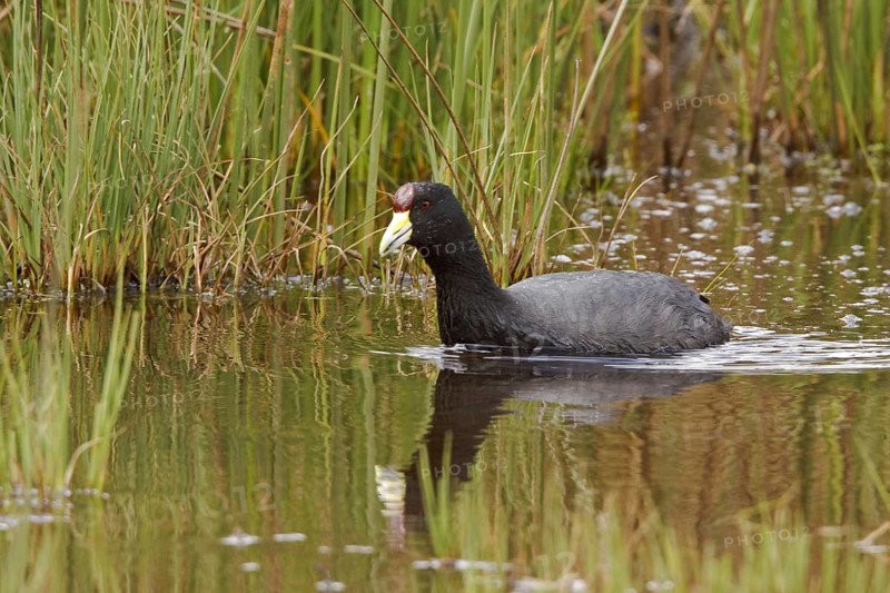 Andean Coot (Fulica ardesiaca), Ecuador