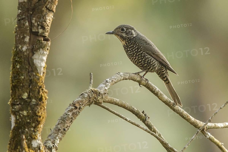 Chestnut-bellied Rock Thrush (Monticola rufiventris) female, Doi Lang, Thailand