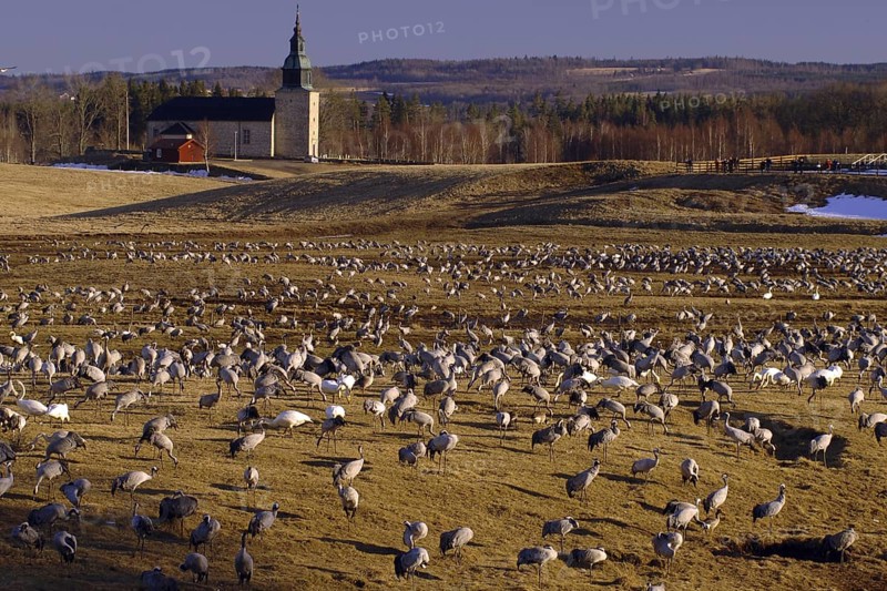 Common Crane (Grus grus), Vaestergoetland, Sweden