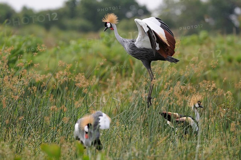Grey Crowned Crane (Balearica regulorum), Uganda