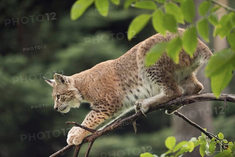 Perfect balance... Eurasian lynx (Lynx lynx), our largest native cat of prey is a true climbing artist, lynxes can also climb vertically growing trees and over relatively thin branches or stay there, captive, native nature, Germany, Western Europe
