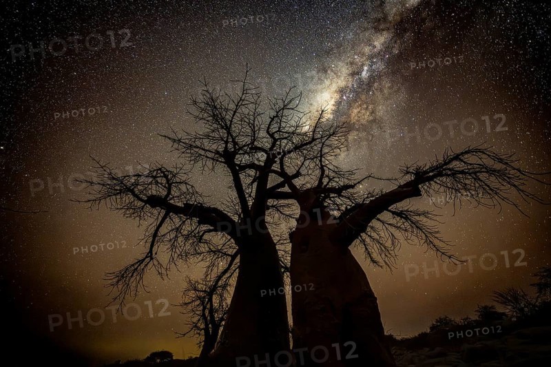 Silhouette of a baobab tree with starry sky and Milky Way, African baobab (Adansonia digitata), night shot, Kubu Island (Lekubu), Sowa Pan, Makgadikgadi Salt Pans, Botswana