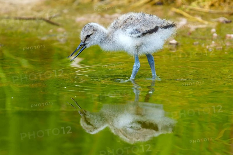 Young bird drinking or pecking water surface with visible reflection, Avocet, (Recurvirostra avosetta), France