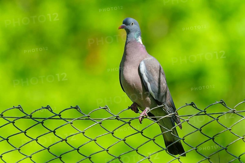 Pigeon on a wire fence with a bright green background under a blue sky, wood pigeon (Columba palumbus), wildlife, Germany