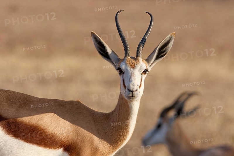 Springbok (Antidorcas marsupialis), adult, animal portrait, evening light, Kalahari desert, Kgalagadi Transfrontier Park, Northern Cape, South Africa