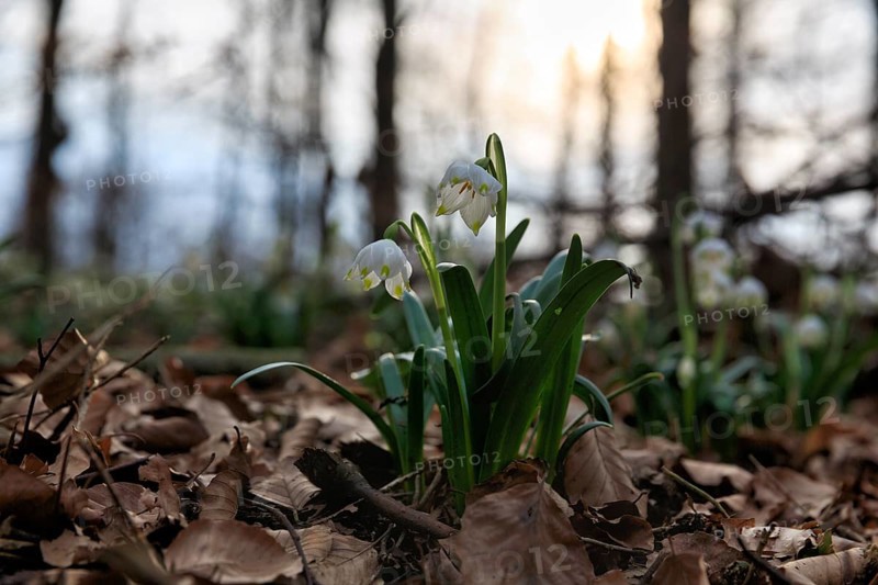 Spring knot flower (Leucojum vernum), spring snowflake on the forest floor, deciduous forest, backlight, Schweineberg nature reserve, Hameln, Lower Saxony, Germany