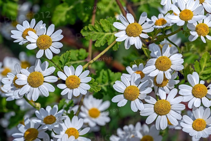 Feverfew (Tanacetum parthenium, Chrysanthemum parthenium) in flower in late spring, early summer