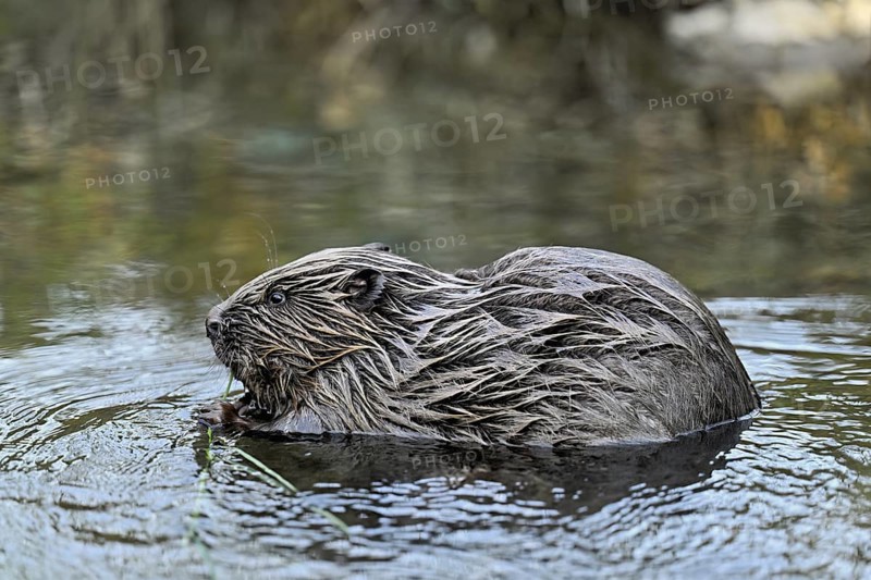 Eurasian beaver, European beaver (Castor fibre), eating grass in the water, Canton Zug, Switzerland