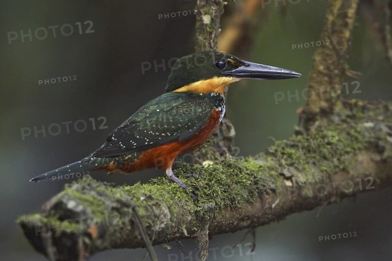 Green-and-rufous Kingfisher (Chloroceryle inda), Ecuador